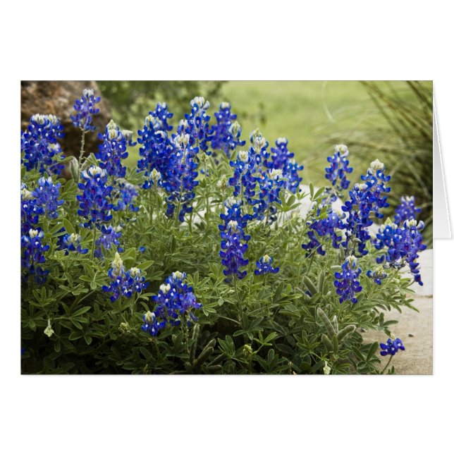 Texas Bluebonnets (Front Horizontal)