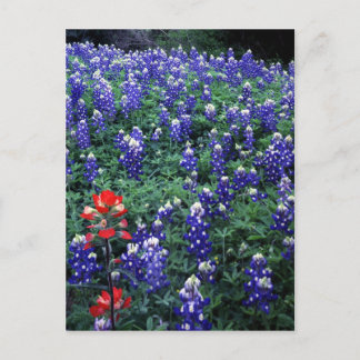 Texas Bluebonnets and Indian Paintbrush Postcard