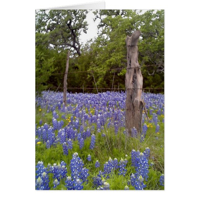 Texas Bluebonnets and Natural Wood Fence post (Front)