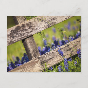 Texas Bluebonnets Around A Country Fence Postcard
