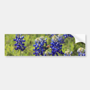Texas Bluebonnets Bumper Sticker