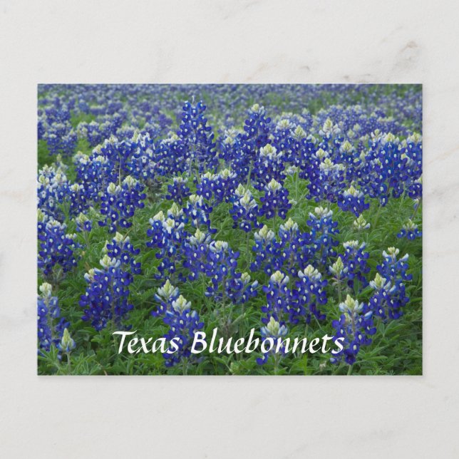 Texas Bluebonnets Field Photo Postcard (Front)