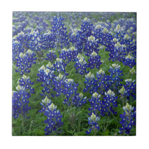 Texas Bluebonnets Field Photo Tile