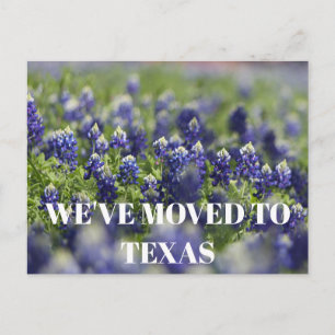 Texas Bluebonnets Flower Wildflower Blue Floral  Postcard
