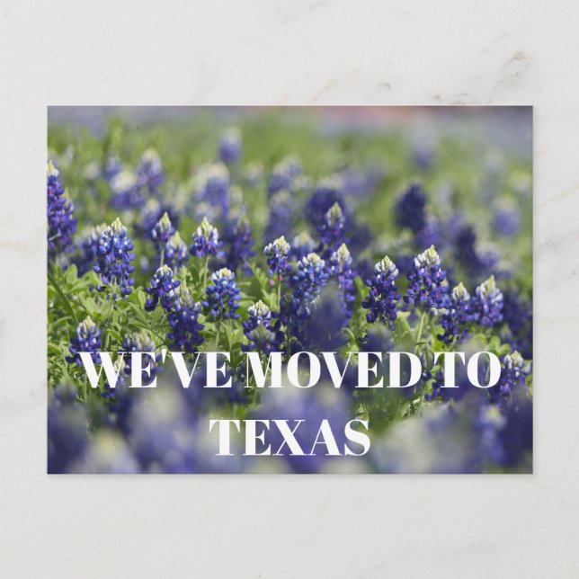 Texas Bluebonnets Flower Wildflower Blue Floral  Postcard (Front)