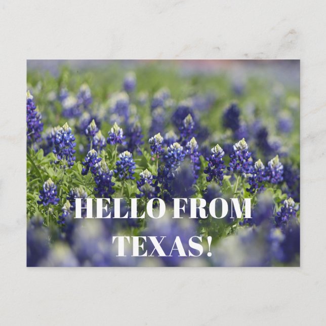 Texas Bluebonnets Flower Wildflower Blue Floral  Postcard (Front)