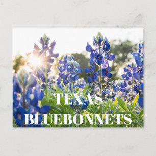 Texas Bluebonnets Flower Wildflower Blue Floral Postcard