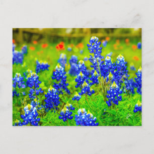 Texas Bluebonnets Indian Paintbrush  Postcard