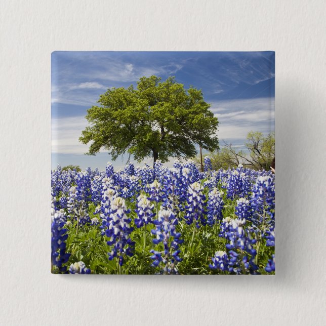 Texas bluebonnets(lupinus texensis) and oak 15 cm square badge (Front)