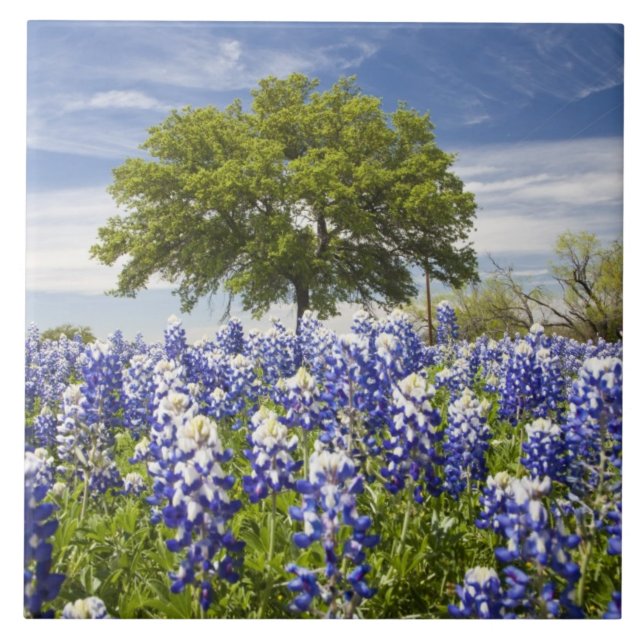Texas bluebonnets(lupinus texensis) and oak ceramic tile (Front)