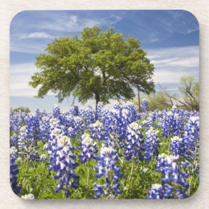Texas bluebonnets(lupinus texensis) and oak coaster