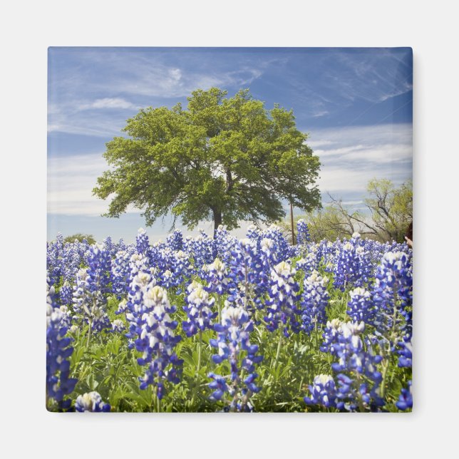 Texas bluebonnets(lupinus texensis) and oak magnet (Front)