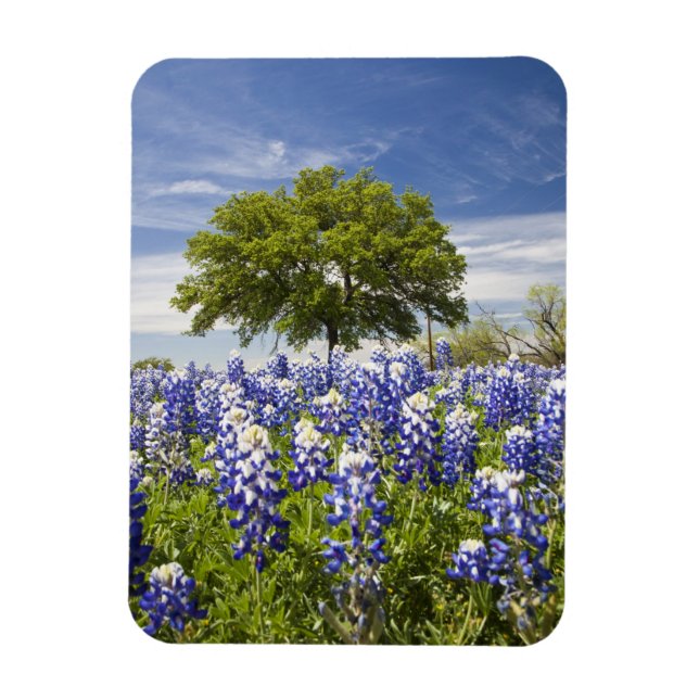 Texas bluebonnets(lupinus texensis) and oak magnet (Vertical)