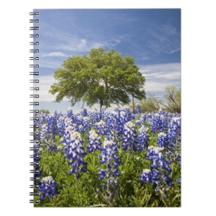 Texas bluebonnets(lupinus texensis) and oak notebook