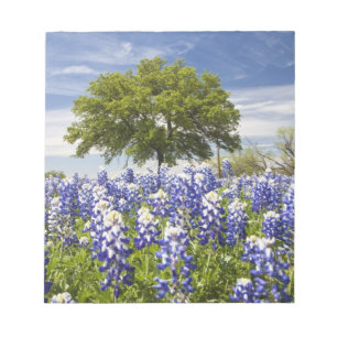 Texas bluebonnets(lupinus texensis) and oak notepad