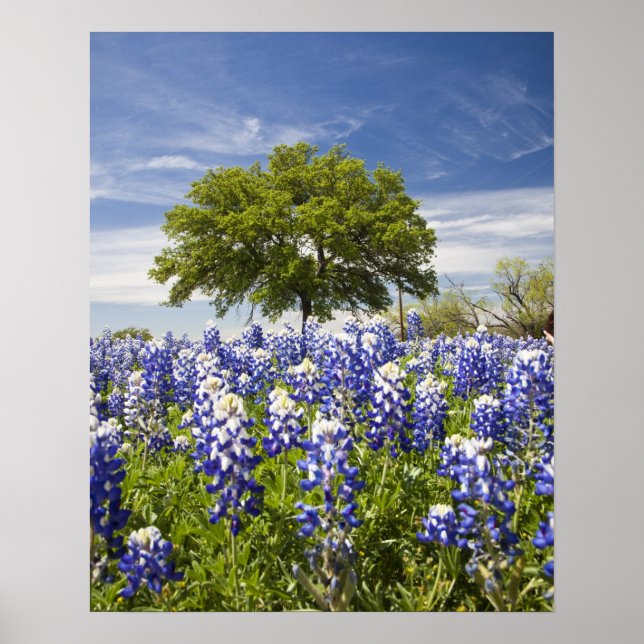 Texas bluebonnets(lupinus texensis) and oak poster (Front)