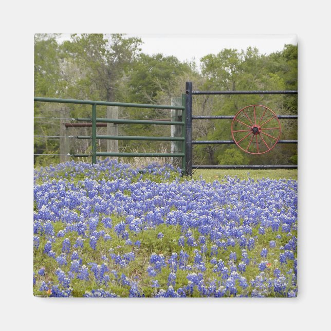 Texas Bluebonnets Magnet (Front)