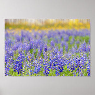 Texas Bluebonnets, Nacogdoches County Poster