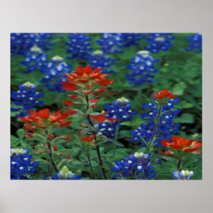 Texas Bluebonnets & Paintbrush Flowers Art Print