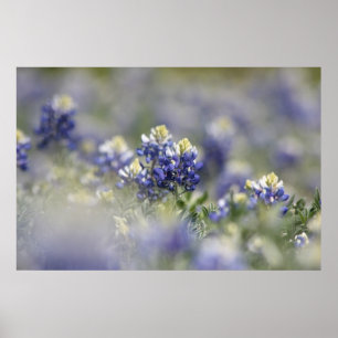 Texas Bluebonnets Photograph Series #5 Poster