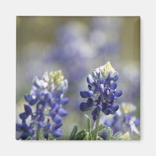 Texas Bluebonnets Photograph Series #7 Magnet