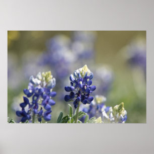 Texas Bluebonnets Photograph Series #7 Poster