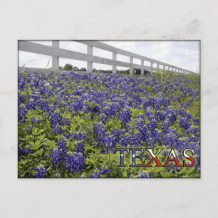 Texas Bluebonnets Postcard