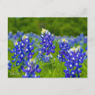Texas bluebonnets postcard