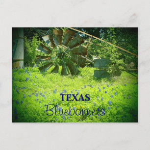 Texas bluebonnets postcard