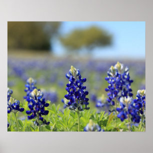 Texas Bluebonnets Poster