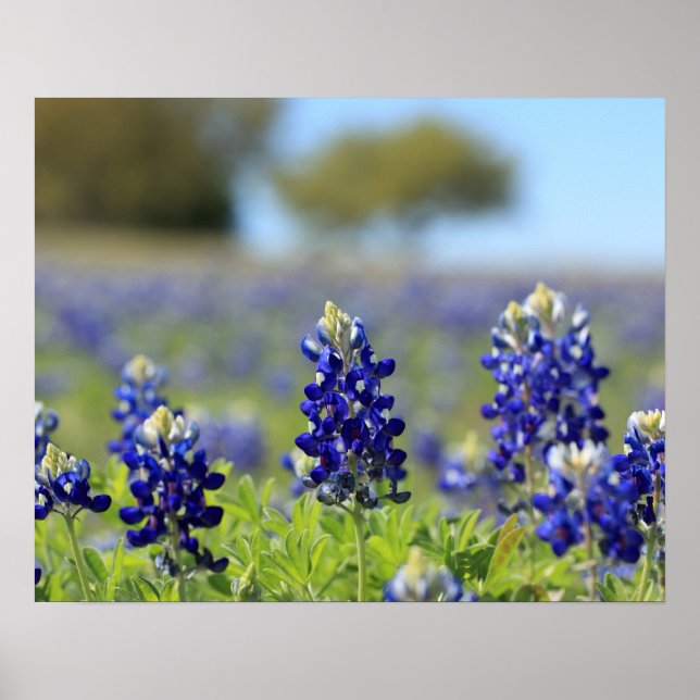 Texas Bluebonnets Poster (Front)