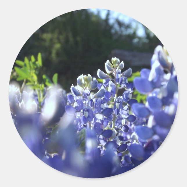 Texas Bluebonnets Sticker (Front)