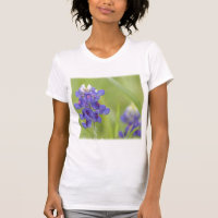 Texas Bluebonnets