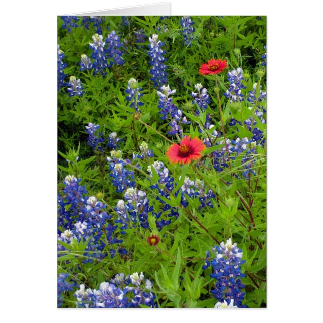 Texas Bluebonnets with Indian Blankets (Front)