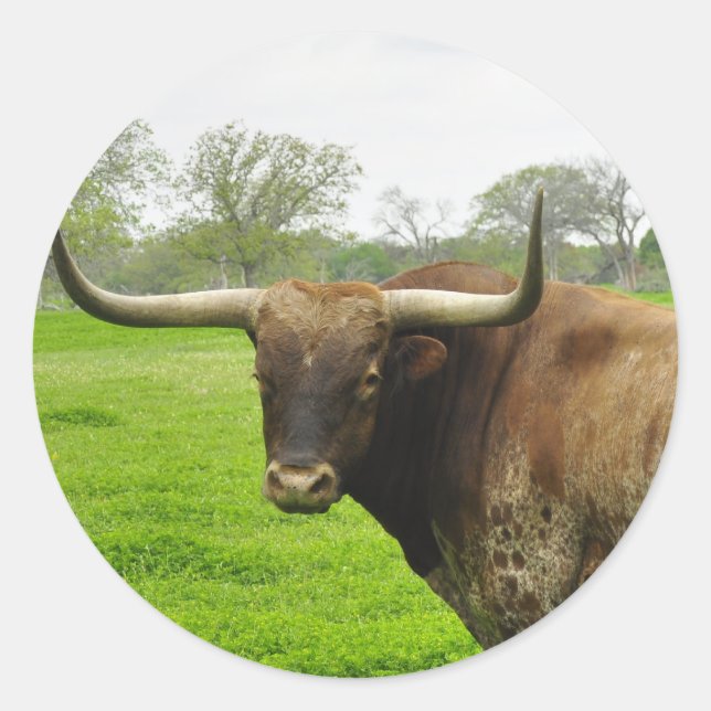 Texas Burnt Orange Longhorn Steer Classic Round Sticker (Front)