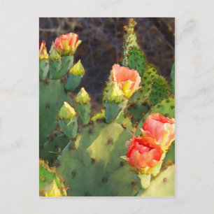 Texas Cactus 2 Postcard