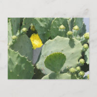 Texas Cactus Flower