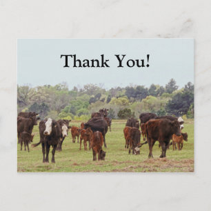 Texas Cattle Postcard