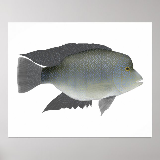 Texas Cichlid Poster (Front)