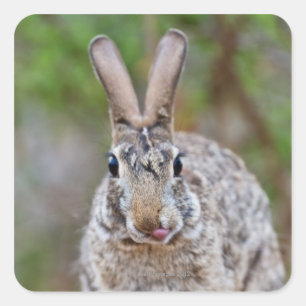 Texas cottontail rabbit square sticker