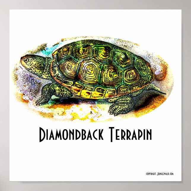 Texas-Diamondback-Terrapin Poster from Junglewalk (Front)