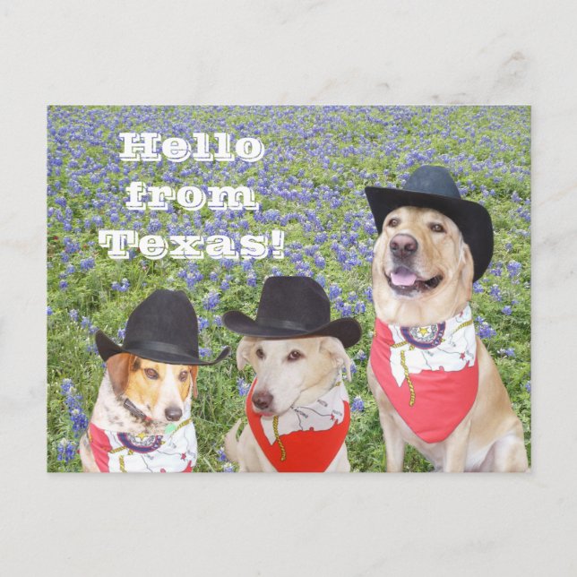 Texas Dogs in Bluebonnets Postcard (Front)