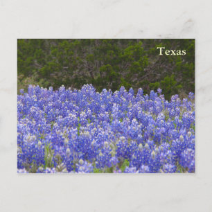 Texas Field of Bluebonnets Postcard