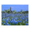Texas Hill Country Bluebonnets/Cactus Art Print