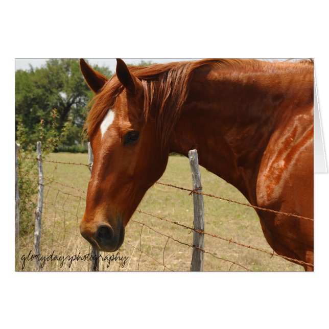 Texas Hill Country Horse (Front Horizontal)