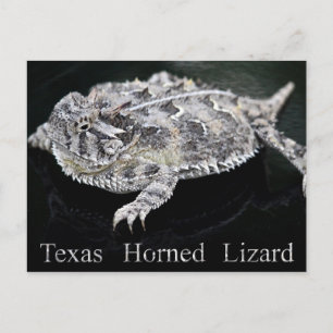 Texas Horned Lizard - Texas State Reptile Postcard