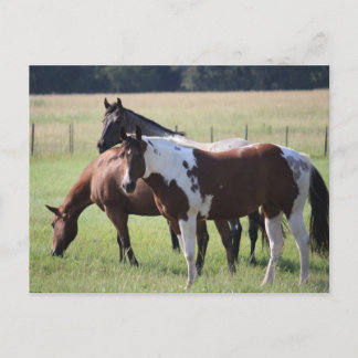 Texas Horses Postcard