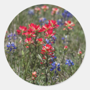 Texas Indian Paintbrush and Bluebonnet Wildflowers Classic Round Sticker