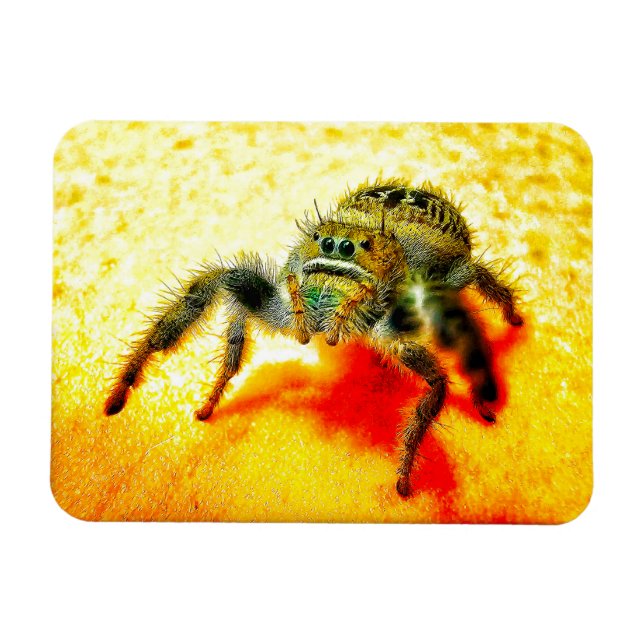 Texas jumping spider magnet (Horizontal)