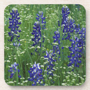 Texas, Lake Buchanan. Texas Bluebonnet and Wild Coaster